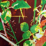 "Foliage" acrylic on canvas 70x70cm
